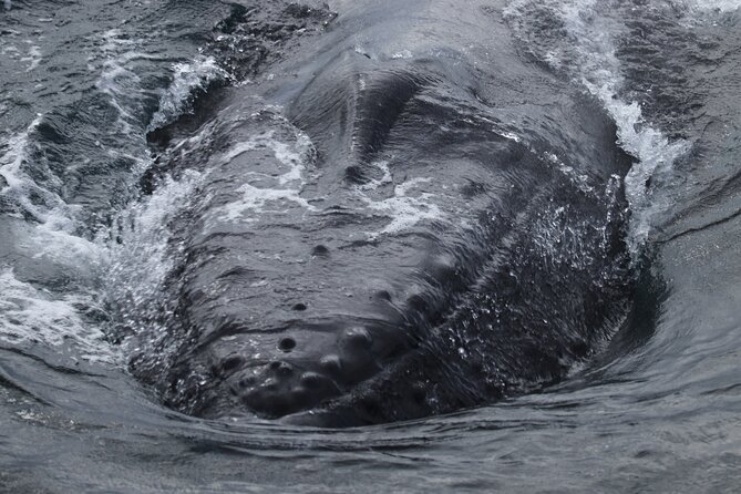 Whale Wonders Morning Expedition From Reykjavík - What to Expect Onboard