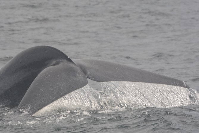 Whales & Dolphins Watching Day Tour in Mirissa From Bentota & Its Surrounding - Meeting and Pickup Details