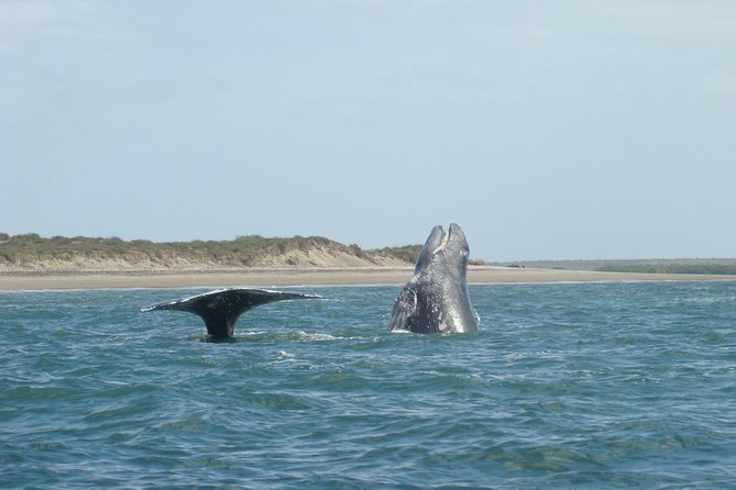 Whales Tour From La Paz - Meeting and Pickup