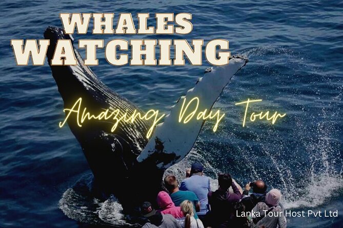 Whales Watching Mirissa Day Tour - Transportation Details