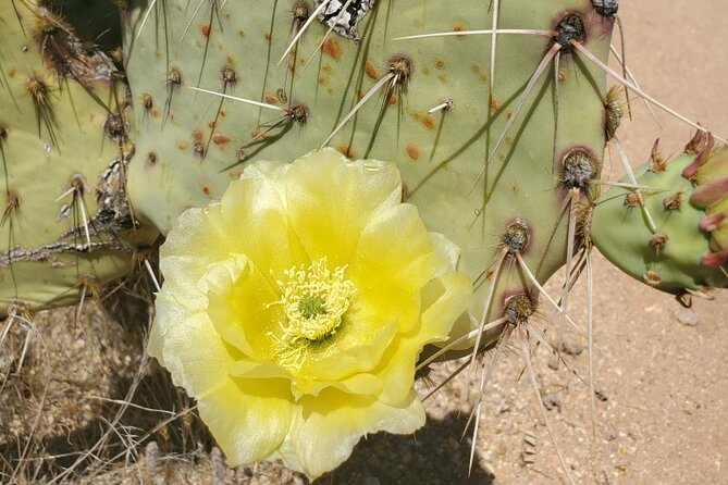 When Nature Calls - Exploring the Sonoran Desert - Tour Provider and Booking Details