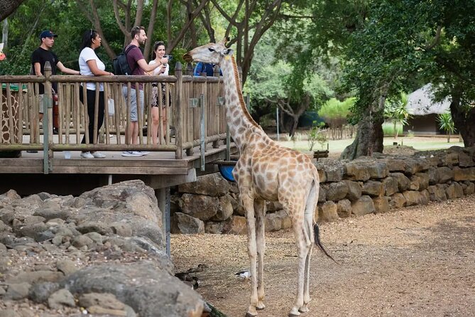Wild Animals South West Tour : SAFARI JEEP CASELA PARK & LE MORNE - Meeting and Pickup Details