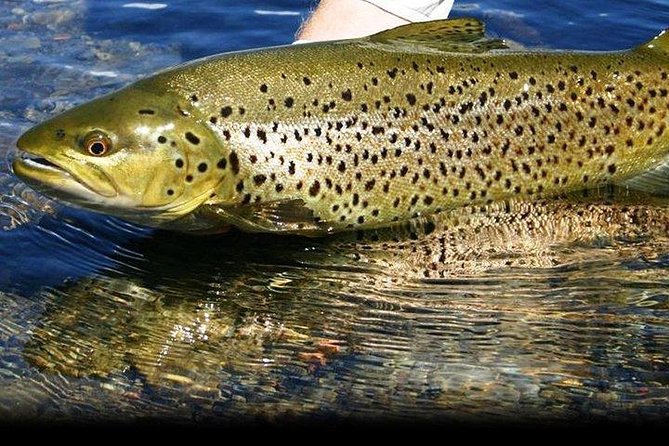 Wild Brown Trout Fishing. Lough Corrib. French Speaking Ghillie/Guide. Full Day. - Inclusions
