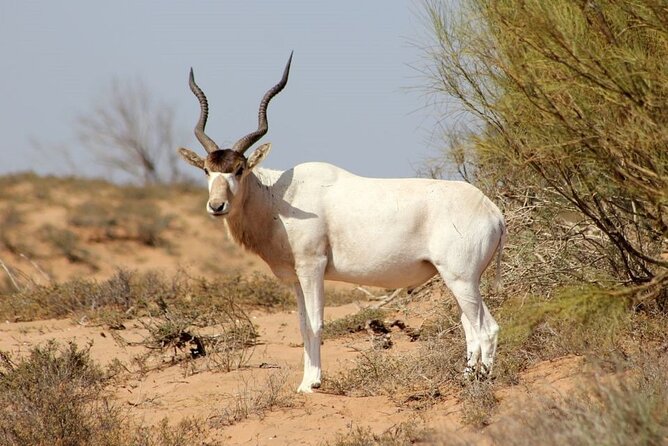 Wild National Park & Sahara Desert Including Couscous & Tajine - Wildlife Encounters