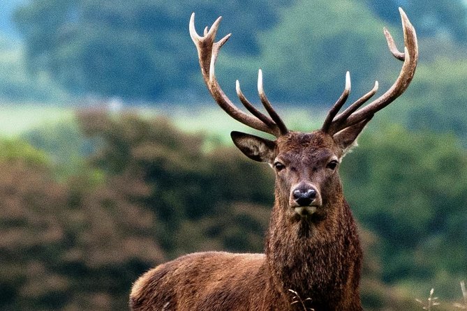 Wild Red Deer Viewing Safari, Connemara. Guided 3hrs - Inclusions and Exclusions
