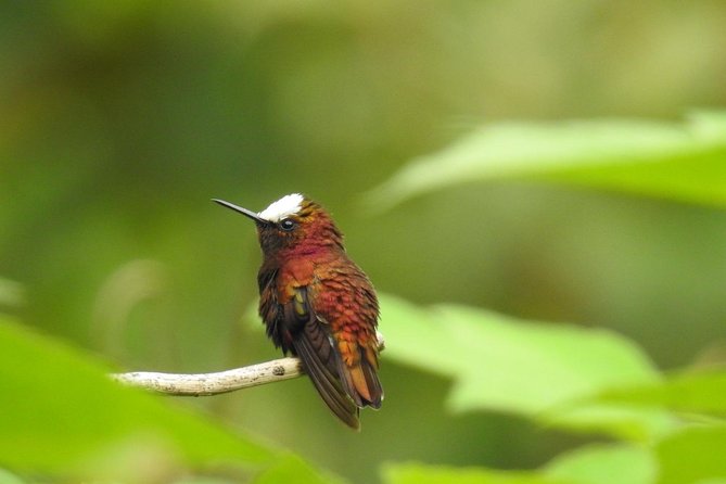 Wildlife Safari Boat Tenorio, Excellent Bird Watching Tour - Spotting Wildlife in Action