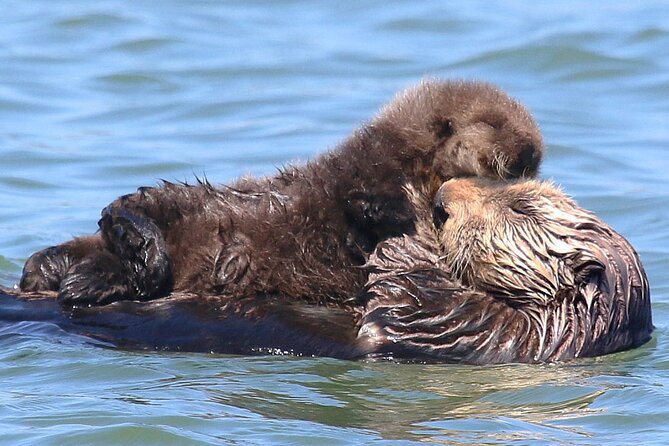 Wildlife Safari Boat Tour in Scenic Monterey Bay Wetland - Accessibility and Amenities