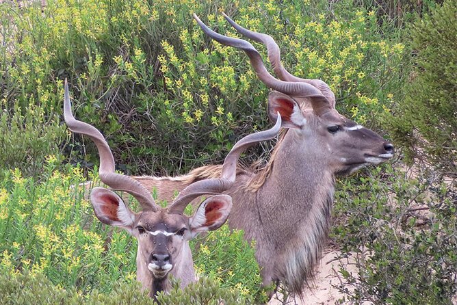 Wildlife Safari, Olive, Beer and Wine Tasting Day Tour From Cape Town - Culinary Experiences