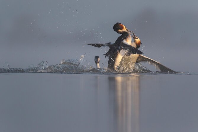 Wildlife Slovenia - Guided Bear & Bird Photography Tour - Booking and Pricing