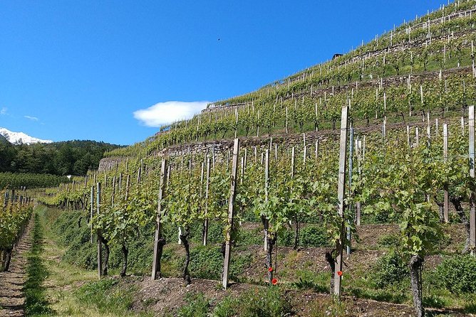 Wine and Food Tasting PRIVATE Guided Tour - Inclusions and Amenities