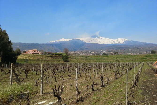 Wine and Lunch Tour - Experience Overview
