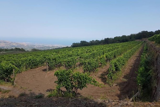 Wine Experience & Taormina Tour From Messina With Luxury Van - Discovering the Wines of Sicily