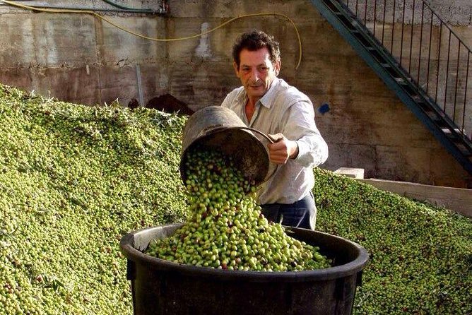 Wine Tasting and Olive Oil in Tirana Surroundings - Accessibility and Accommodations
