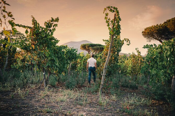 Wine Tasting and Winery Tour in Vesuvio National Park With Lunch - Tour Inclusions