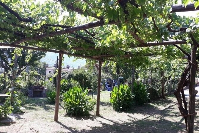 Wine Tasting at Basileo Cellar With Lunch - Accessibility and Participation
