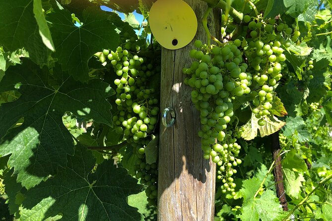 Wine Tasting Experience in Centralia - Tour and Booking Information