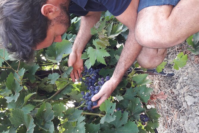 Wine Tasting in Sablet - Accessibility and Participation
