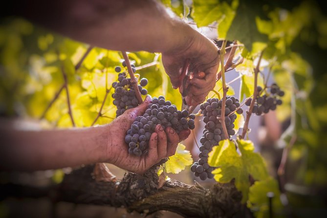 Wine Tasting & Tour Premium - What Youll Experience