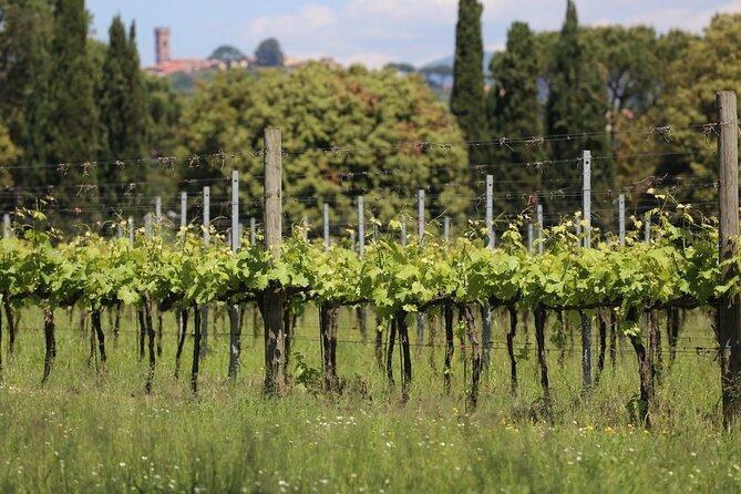 Wine Tour and Lunch in Lucca Area - Meeting Point Details
