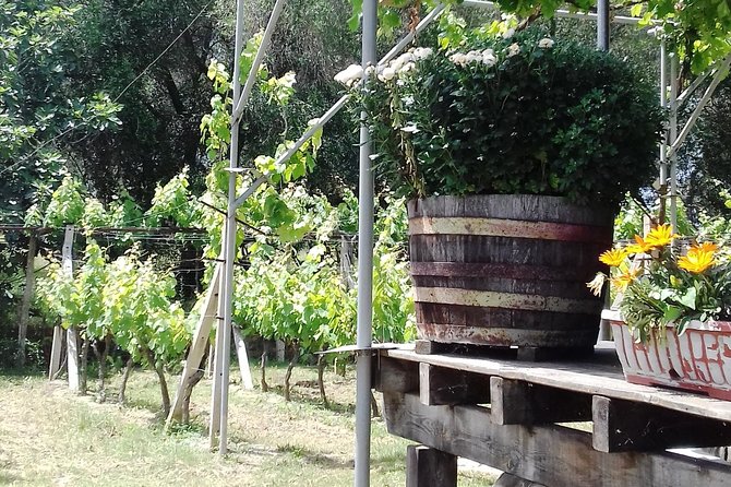 Wine Tour and Olive Tasting- Small Group Tour - Accessibility Features