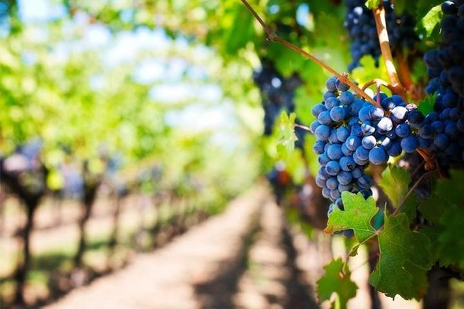 Wine Tour (Lunch Included) - Traveler Reviews
