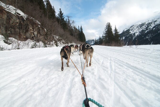 Winter Dog Sledding in Knik, Alaska - Location and Meeting Details