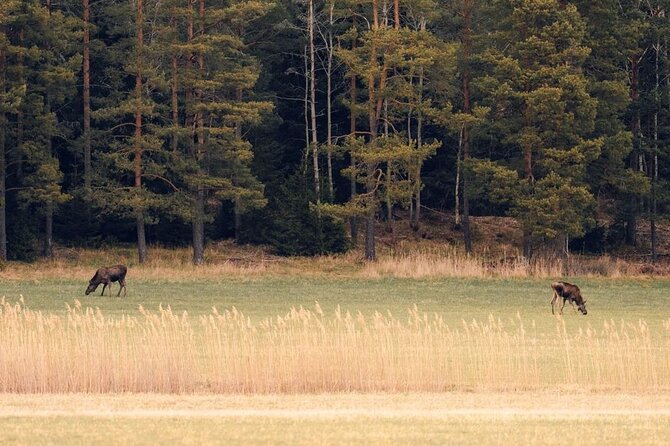 Wolf and Wildlife Tracking in Sweden - Transportation and Meeting Point