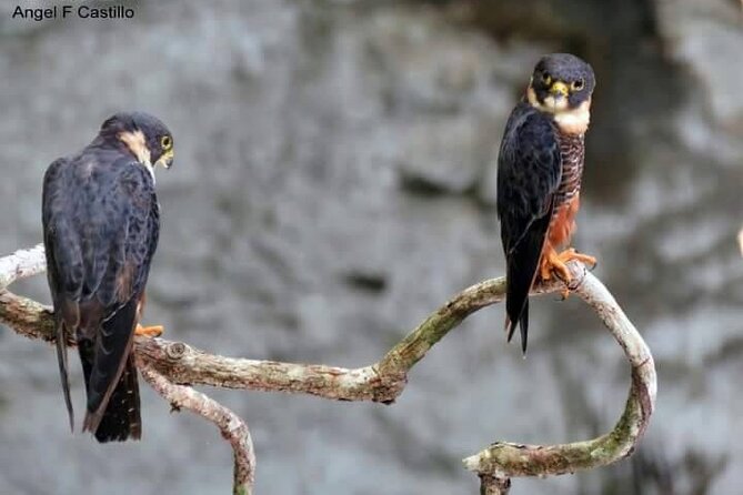 Xocen Birding - Timing and Pricing