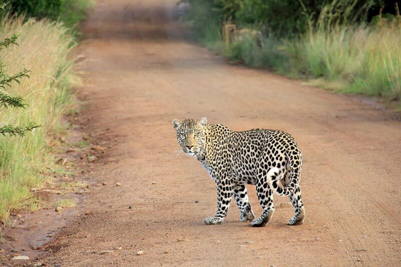 Yala National Park & Birds Park From Galle/Weligama/Mirissa - Wildlife Viewing in Yala