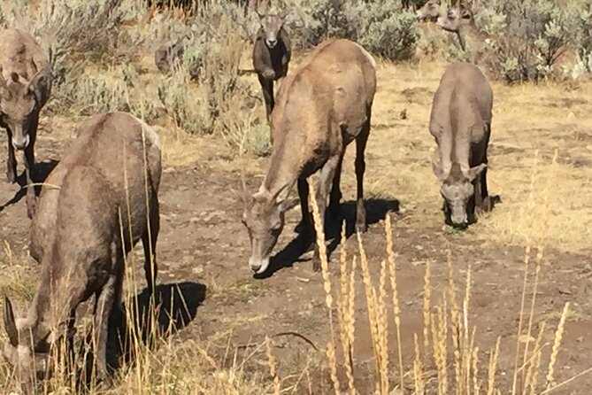 Yellowstone for Kids Family Fun Tour W/Pu in West Yellowstone - Fun and Educational Activities