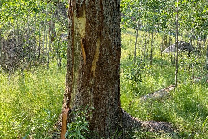 Yellowstone Full-Day Upper Loop With Wildlife Adventure W/Lunch - Meeting and Pickup Details
