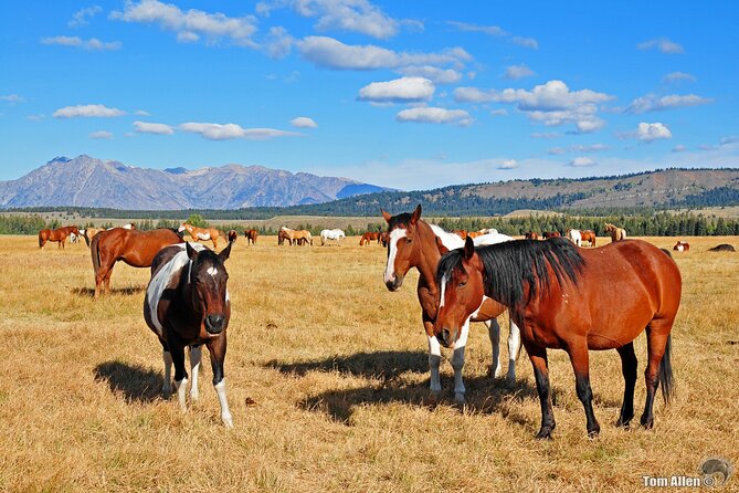Yellowstone, Grand Teton, and Hot Springs: Small Group 5-Day Tour - Itinerary and Daily Schedules