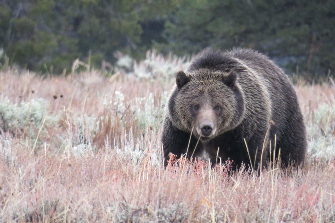 Yellowstone National Park - PRIVATE Full-Day Lower Loop Tour From W. Yellowstone - Customizable Itinerary
