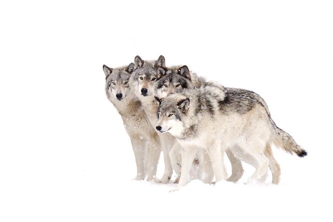 Yellowstone Wolves and Winter 4day/3night Adventure From Montana - Wildlife Spotting Opportunities