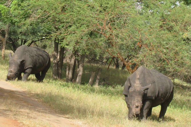 Your Private Driver & Tour Guide in Senegal-Reserve of Bandia - Pickup and Schedule