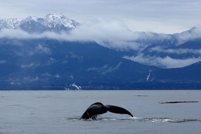 Zodiac Whale Watching Adventure From Victoria - Wildlife Encounter Highlights