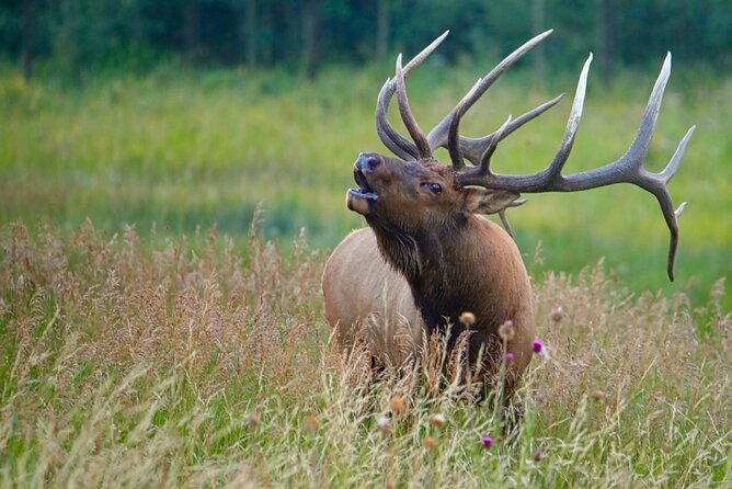 3/4 Day Rocky Mountain NP Mountain to Sky+Bear Lake Rd Tour - RMNPhotographer - Good To Know