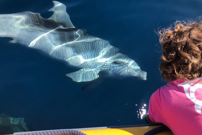 3 and a Half Hours Snorkeling and Dolphin Watching in Figarolo - Good To Know