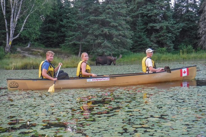 3 Day Algonquin Park Canoe Trip - Moose & Beaver Safari - Good To Know