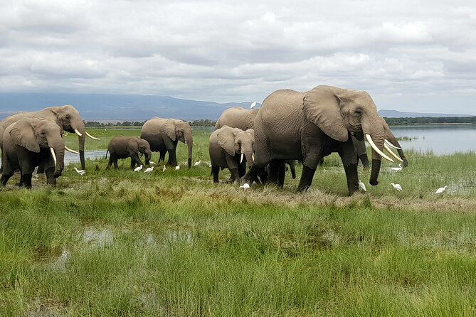 3-Day Amboseli National Park Safari Tour - Good To Know