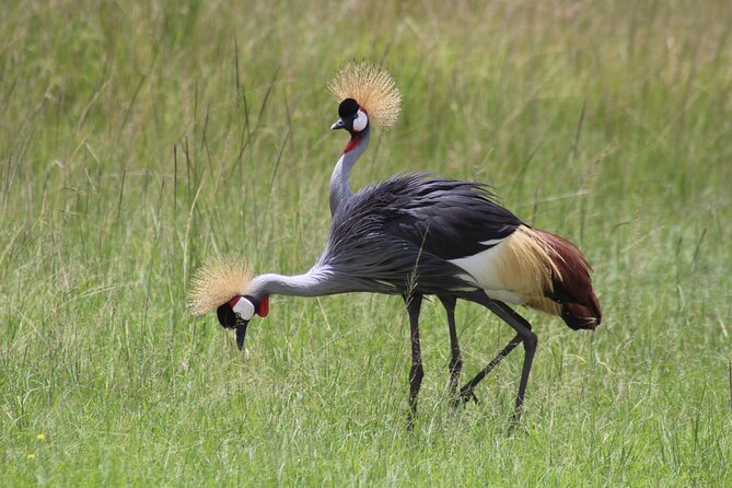 3-Day Amboseli National Reserve Safari From Nairobi - Overview of Amboseli Safari