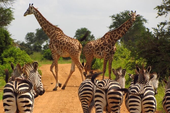3-Day at Dar Es Salaam to Selous GR (Nyerere Np) Game, Boat & Walking Safari - Good To Know