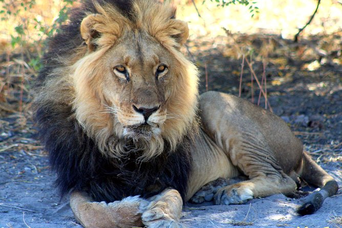 3 Day Central Kalahari Game Reserve Safari Tour - Good To Know