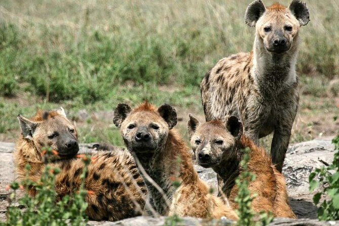 3 Day Classic, Guided Serengeti Safari - Good To Know