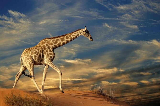 3 Day Desert Trail: Central Kalahari Game Reserve - WildCamping Safari - Key Points