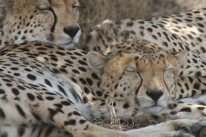3-Day Maasai Mara Group Joining Safari - Good To Know