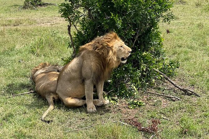 3-Day Masai Mara and Naivasha Hells Gate National Park-Safari - Tour Overview