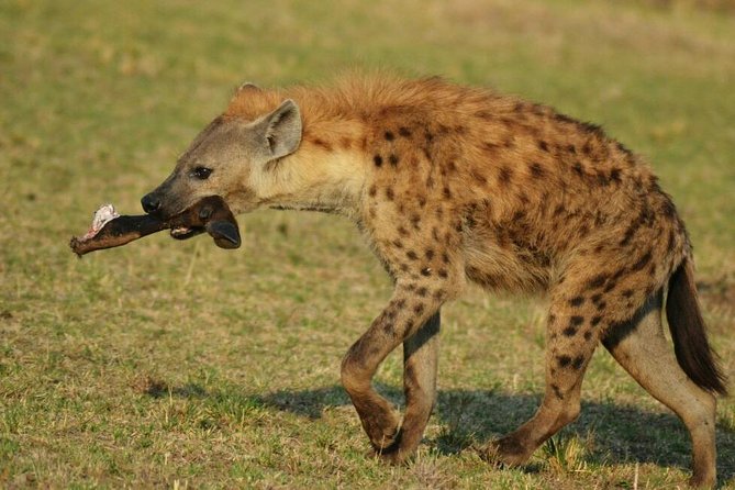 3 Days Amboseli National Park - Overview of Amboseli National Park