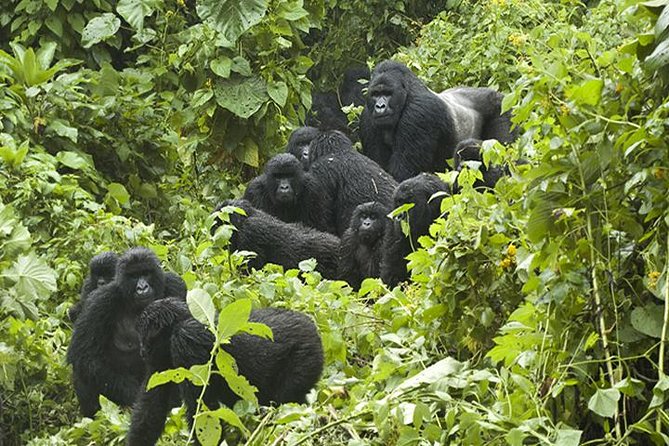 3 Days Gorilla Trekking in Bwindi Inpenetrable National Park - Good To Know
