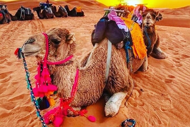 3 Days Group Tour From Marrakech to Merzouga Desert - Good To Know